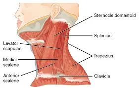 Diagram of the side of the neck showing sternocleidomastoid, scalenes, levator scapulae, splenius and trapezius