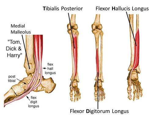 Diagram of the inner ankle showing tibialis posterior, flexor digitorum longus and flexor hallucis longus (Tom, Dick, Harry)