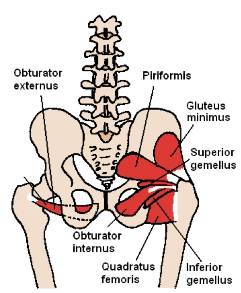 Diagram of the pelvis from behind showing the deep hip rotators: piriformis, gemelli, obturators and quadratus femoris