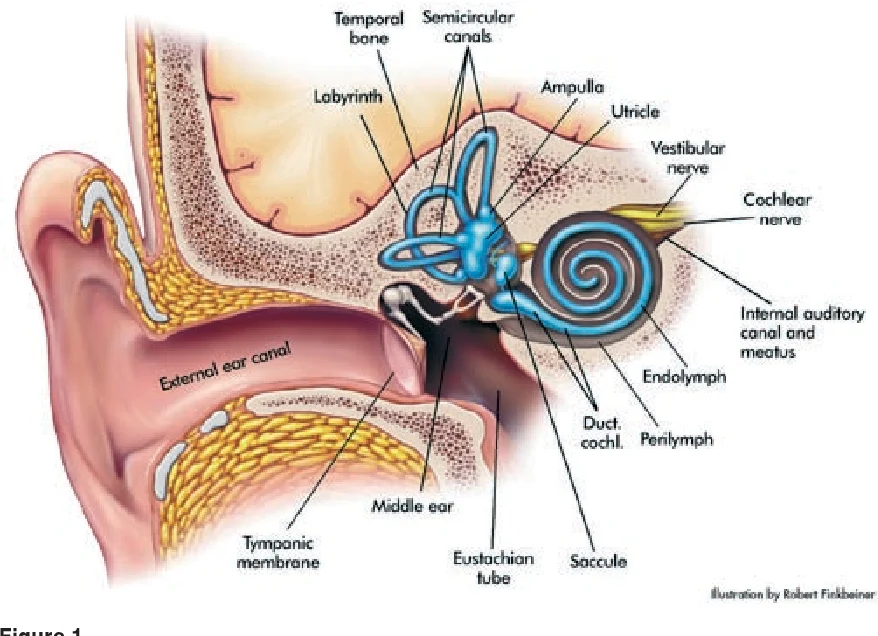 Labelled diagram of the ear showing the inner ear vestibular system: semicircular canals, utricle, saccule and cochlea